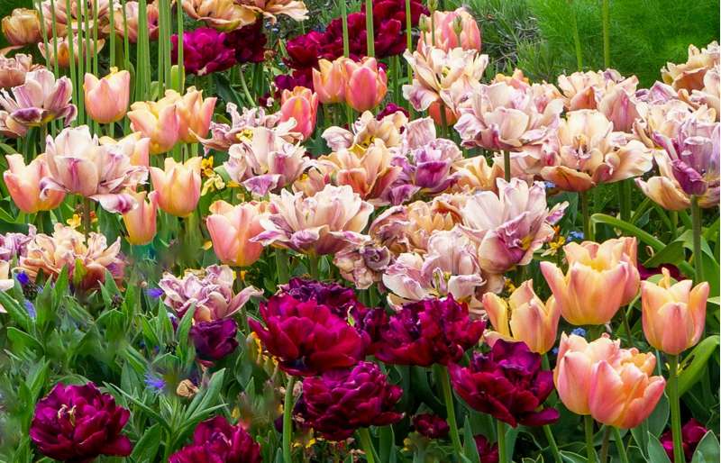 Tulipanblanding 'Katja'